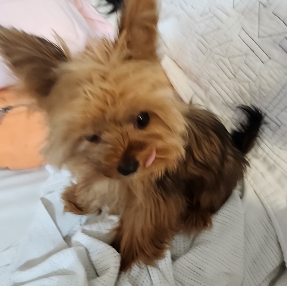 Priceless Package - Picture 8 of 12